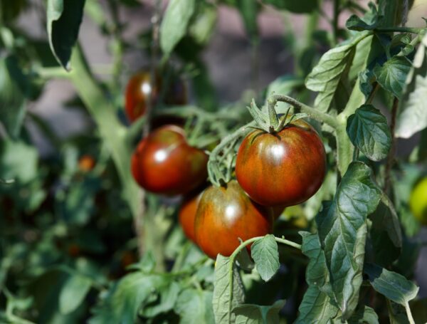Tomato Cherry Brown Berry