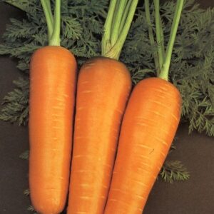 Organic Carrot Chantenay Red Core
