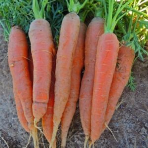Organic Carrot Early Nantes
