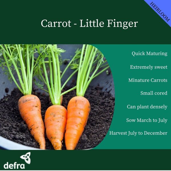 Miniature Carrot Little Finger - Image 2