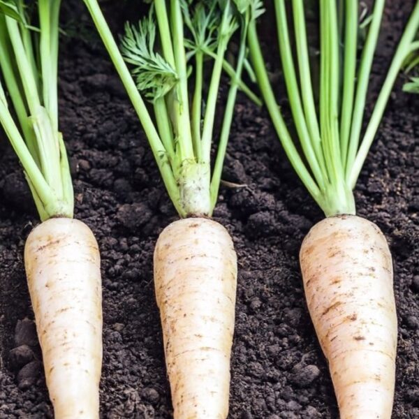 Carrot Lunar White - Image 5