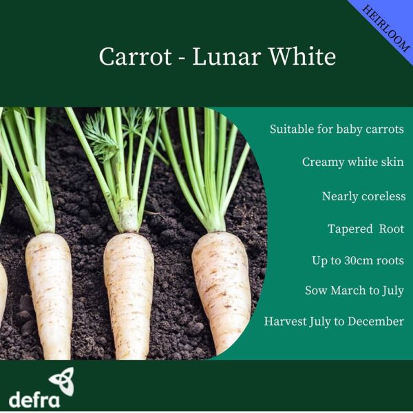 Carrot Lunar White - Image 2