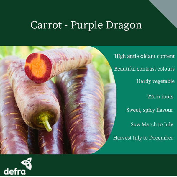 Carrot Purple Dragon - Image 2