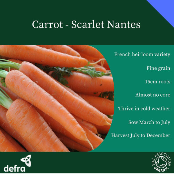 Carrot Scarlet Nantes - Image 3