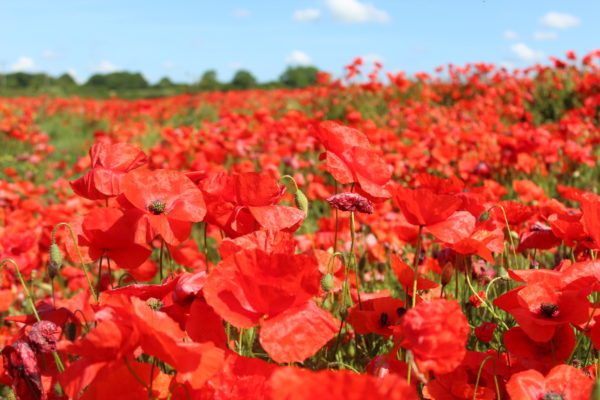 Corn Red Field Poppy Flanders Papaver Rhoeas - Image 2