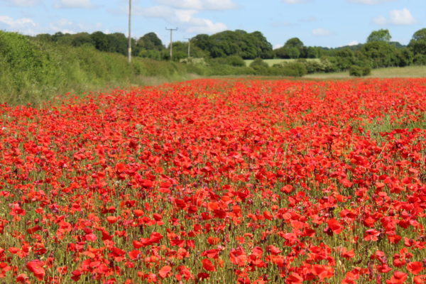 Corn Red Field Poppy Flanders Papaver Rhoeas - Image 3