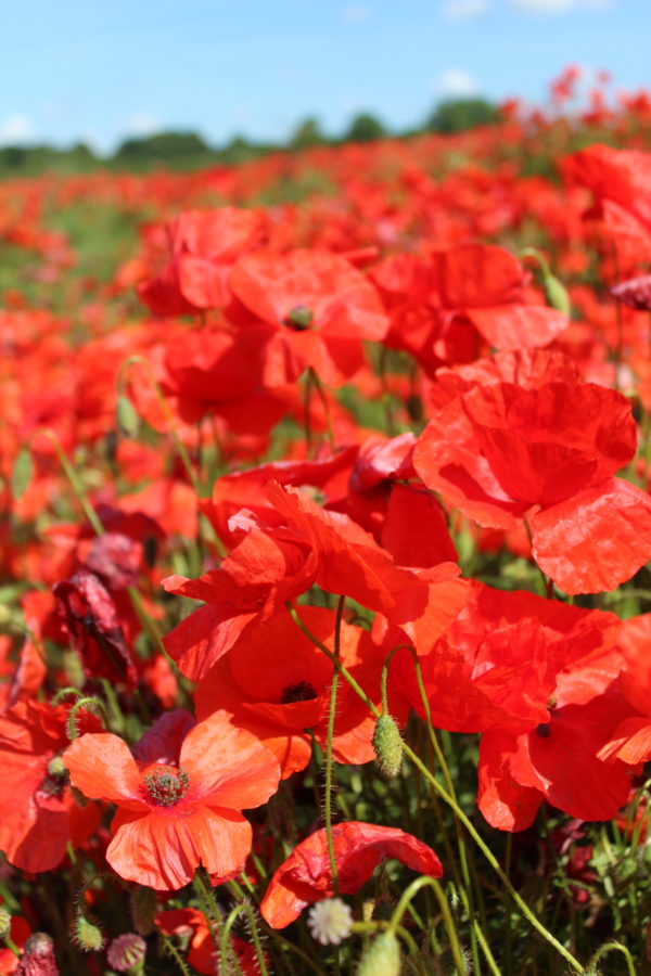 Corn Red Field Poppy Flanders Papaver Rhoeas - Image 5