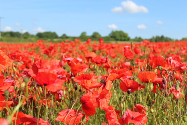 Corn Red Field Poppy Flanders Papaver Rhoeas - Image 6