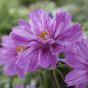 Cosmos Bipinnatus - Fizzy Pink