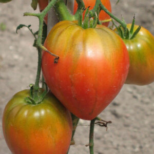 Italian Tomato Cuore Di Bue