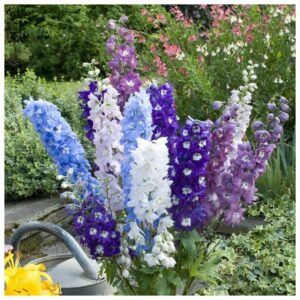 Delphinium Crown Pacific Mix