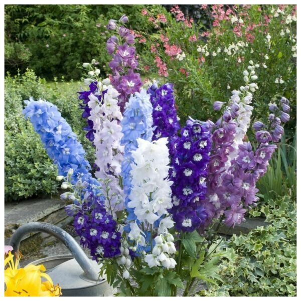 Delphinium Crown Pacific Mix