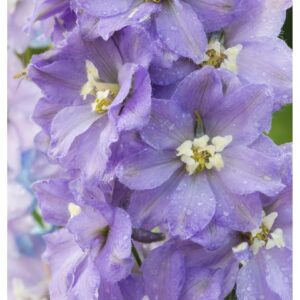 Delphinium Pacific Giant Guinevere
