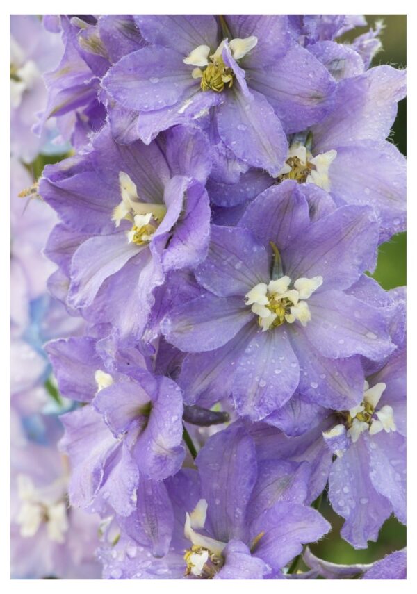 Delphinium Pacific Giant Guinevere