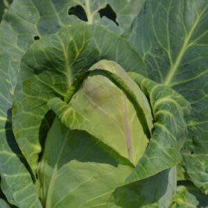 Cabbage Durham Early Spring Greens