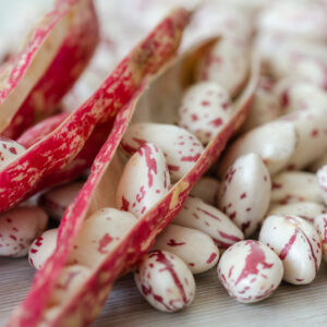 Organic Dwarf Italian Borlotto Bean Lingua Di Fuoco
