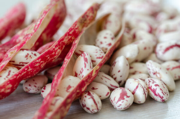 Organic Dwarf Italian Borlotto Bean Lingua Di Fuoco