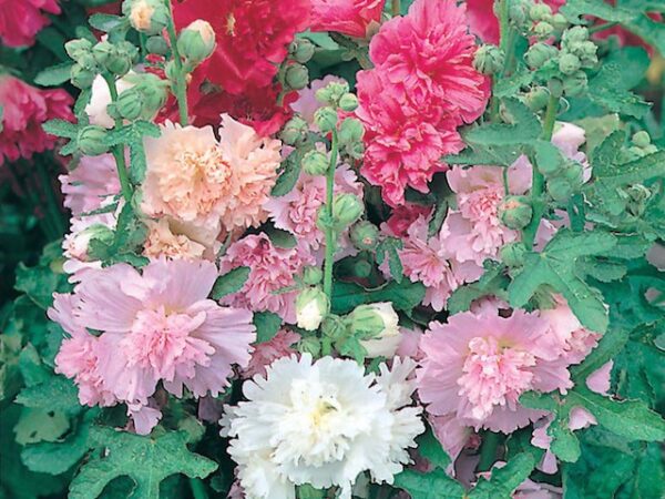 Hollyhock Majorette Mix - Image 2