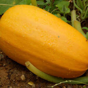 Spaghetti - Squash