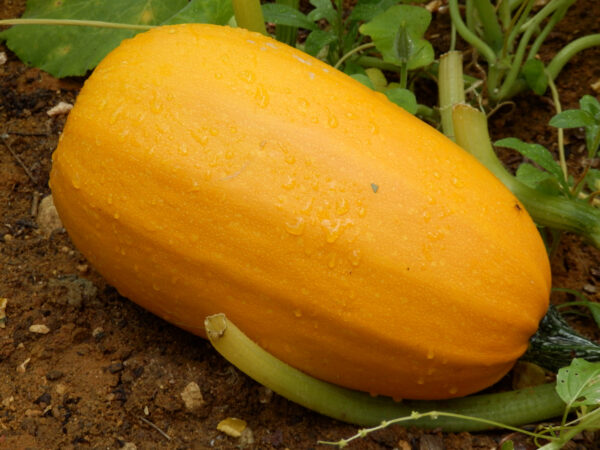 Spaghetti - Squash