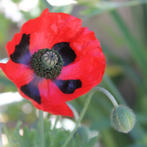 Papaver Commutatum Poppy Ladybird