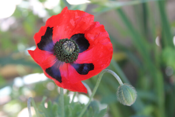 Papaver Commutatum Poppy Ladybird