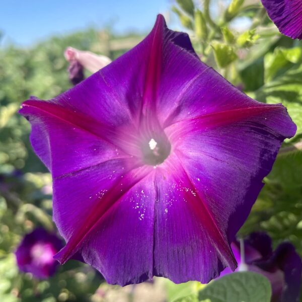 Morning Glory Ipomoea Grandpa Otts - Image 4