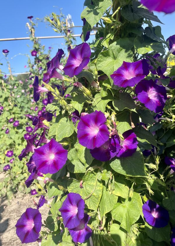 Morning Glory Ipomoea Grandpa Otts - Image 3