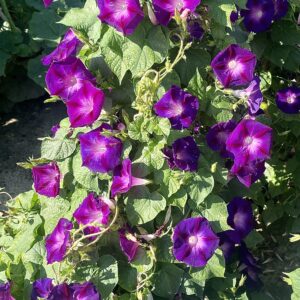 Morning Glory Ipomoea Grandpa Otts