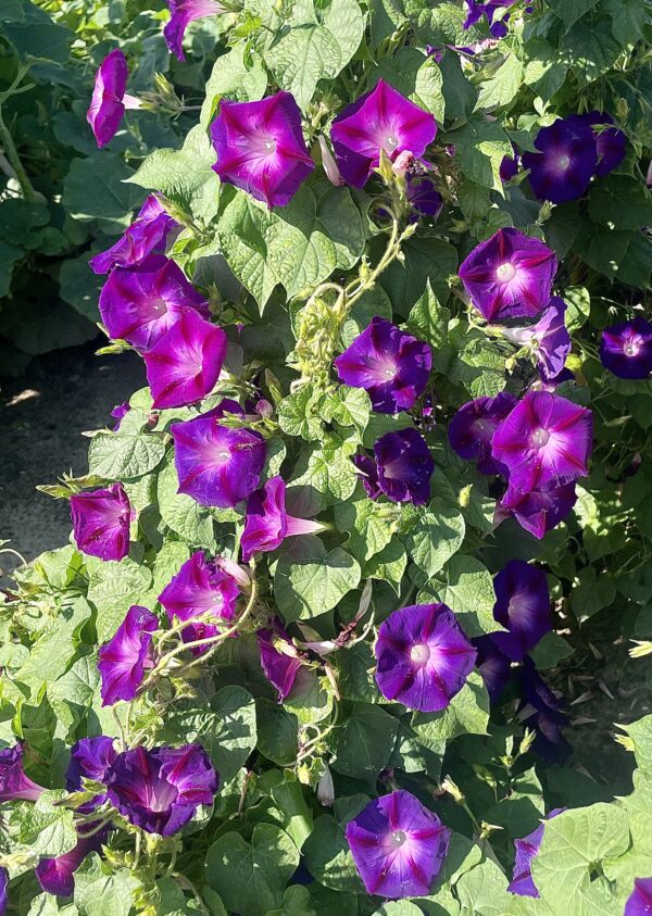 Morning Glory Ipomoea Grandpa Otts