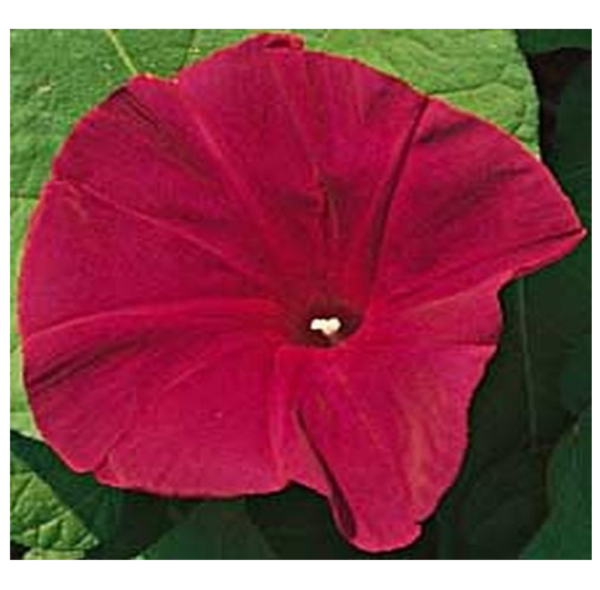 Morning Glory Ipomoea Scarlet O'Hara - Image 2