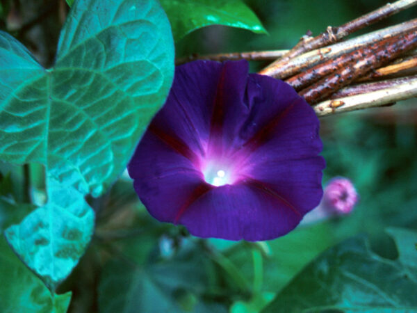 Morning Glory Ipomoea Black Knight - Image 2