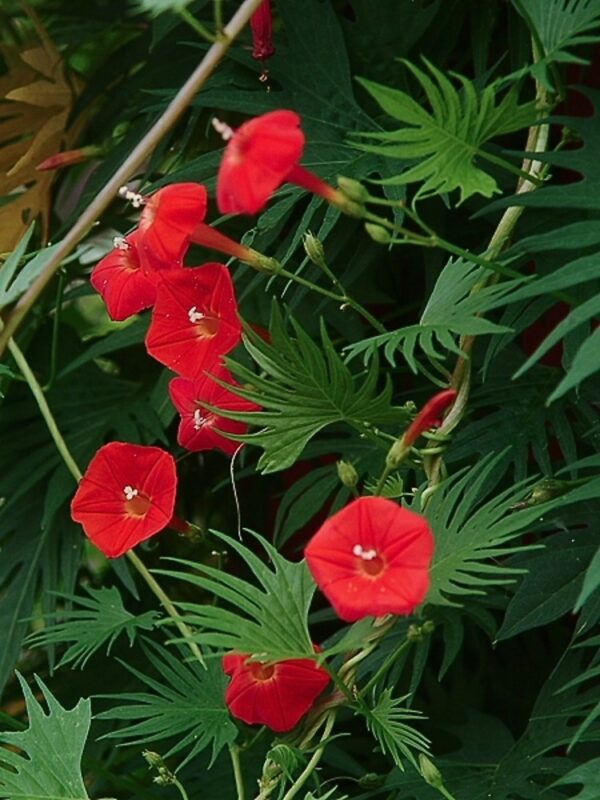 Morning Glory Ipomoea Quamoclit Red Feather - Image 2