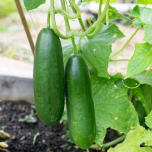 Cucumber La Diva F1
