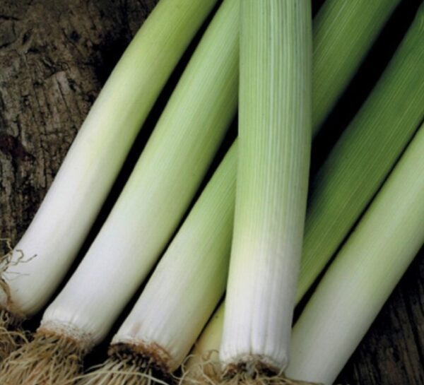 Italian Leek Carentan 2 - Image 2