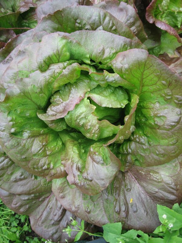 Lettuce Red Cimmaron Romaine