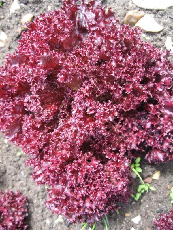 Lettuce Lolla Rossa - Image 2