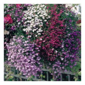 Lobelia Cascade mix