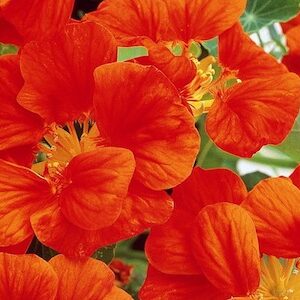 Nasturtium Tropaeolum Whirlybird Tangerine