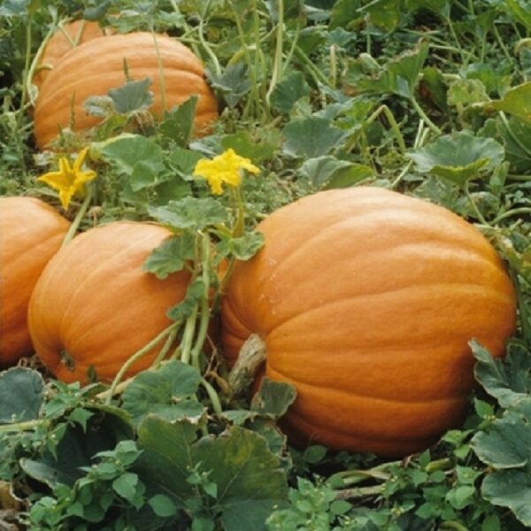 Pumpkin Mammoth Gold - Image 2