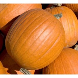 Pumpkin Mammoth Gold