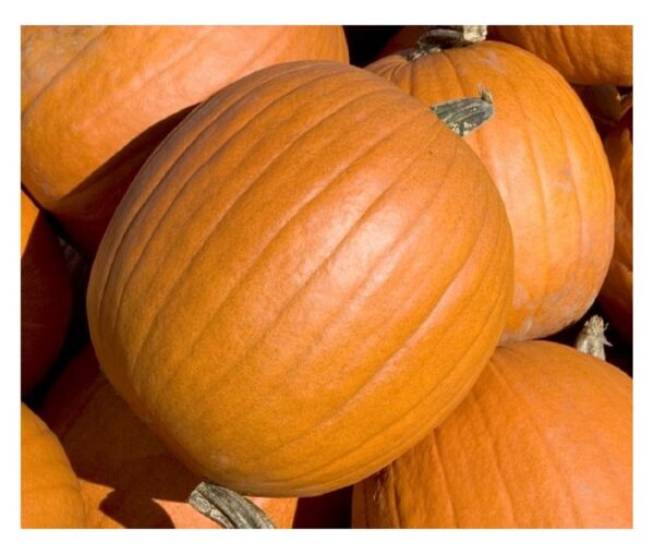 Pumpkin Mammoth Gold