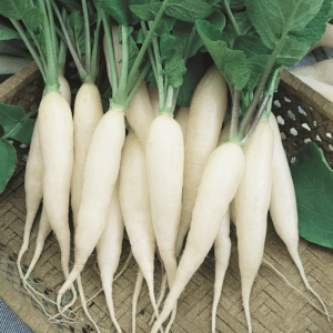 Radish - White Icicle