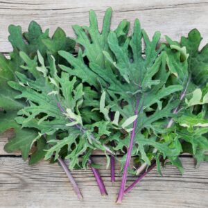 Kale Borecole Heirloom Red Russian