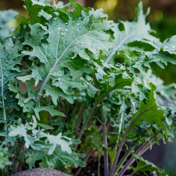 Kale Borecole Heirloom Red Russian - Image 2