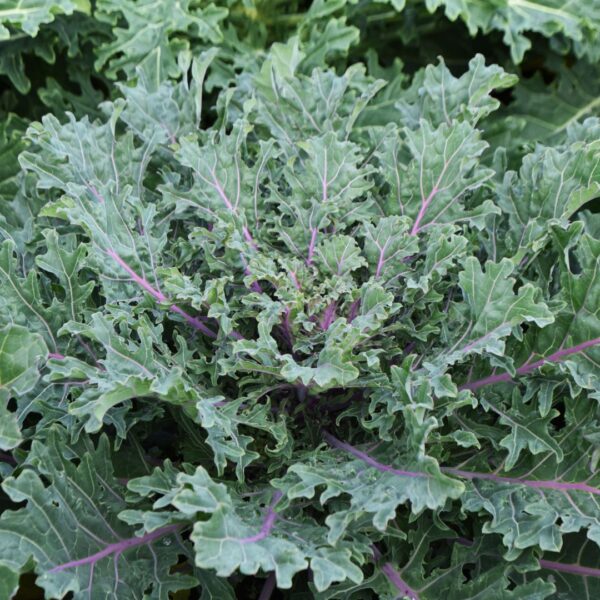 Kale Borecole Heirloom Red Russian - Image 3