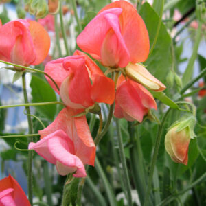 Sweet Pea Prince of Orange Grandiflora