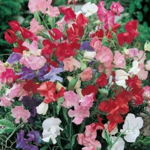 Sweet Pea Dwarf Bijou Mix