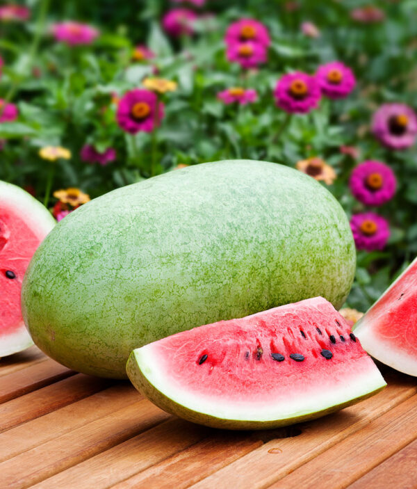 Watermelon Charlston Gray