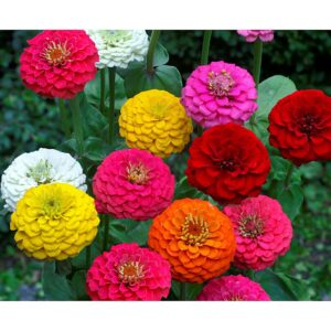 Zinnia Lilliput Mix